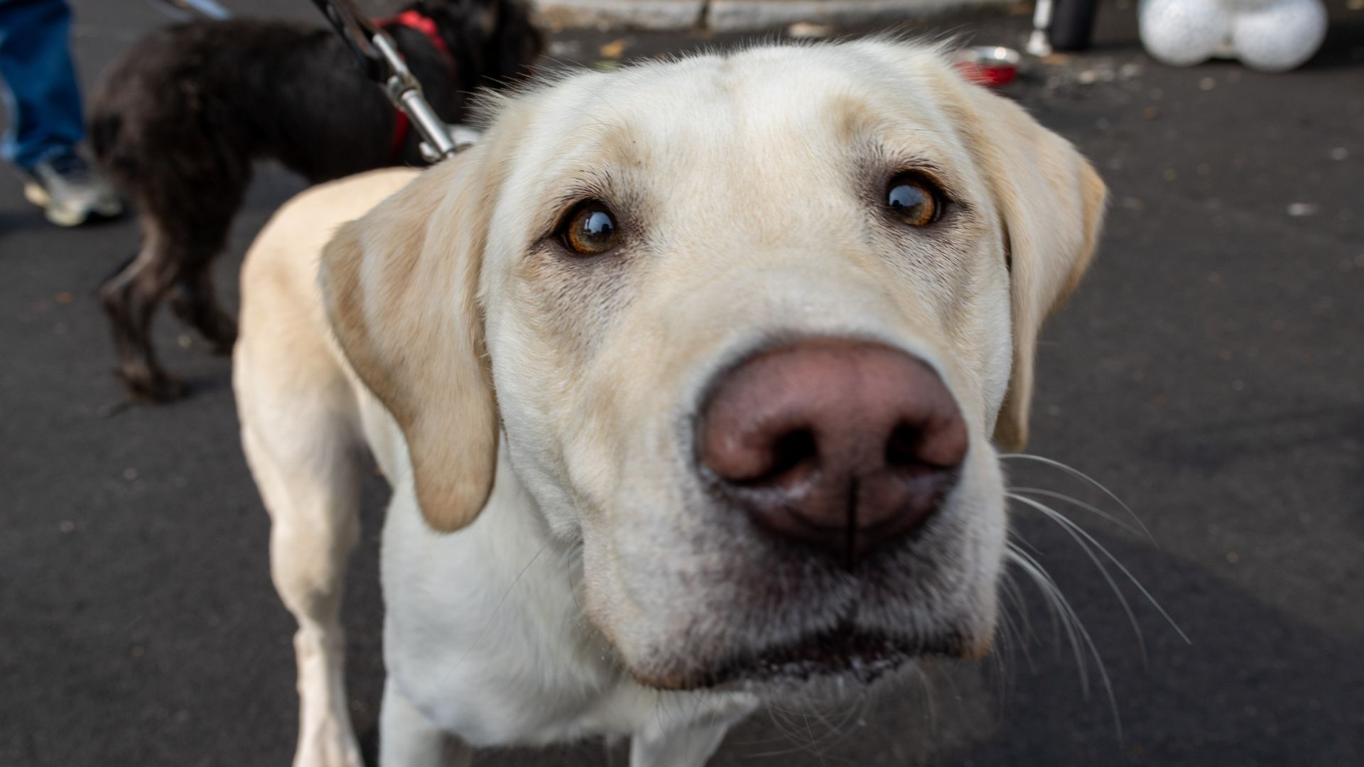 Thumbnail for Miles for Mutts